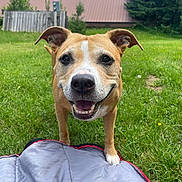 Rose joined the competition — help win amazing prizes! animal, blanket, canine, closeup, daytime, dog, ears, fence, frisbee, grass, greenery, happy, mouth, nature, outdoor, pet, playful, smiling, tongue, yard