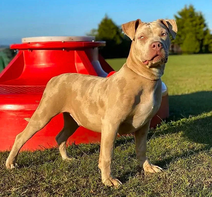 Diablo is registered to the contest to win money with this photo: canidae, carnivore, collar, companion_dog, dog, dog_breed, dog_collar, fawn, grass, grassland, liver, non_sporting_group, plant, sky, snout, sporting_group, tail, terrestrial_animal, tree, working_dog