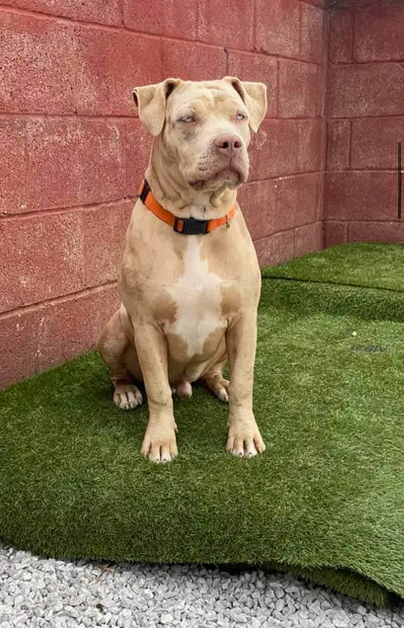 Diablo joined the competition — help win amazing prizes! canidae, carnivore, collar, companion_dog, dog, dog_breed, dog_collar, fawn, grass, molosser, non_sporting_group, pet_supply, sporting_group, working_animal, wrinkle