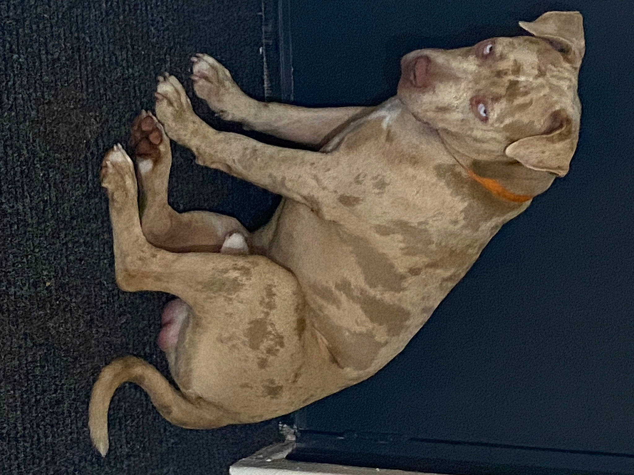 Diablo is registered to the contest to win money with this photo: amphibian, art, artifact, building, drawing, foot, head, human_leg, illustration, metal, painting, reptile, sculpture, snout, tail, terrestrial_animal, visual_arts, wood