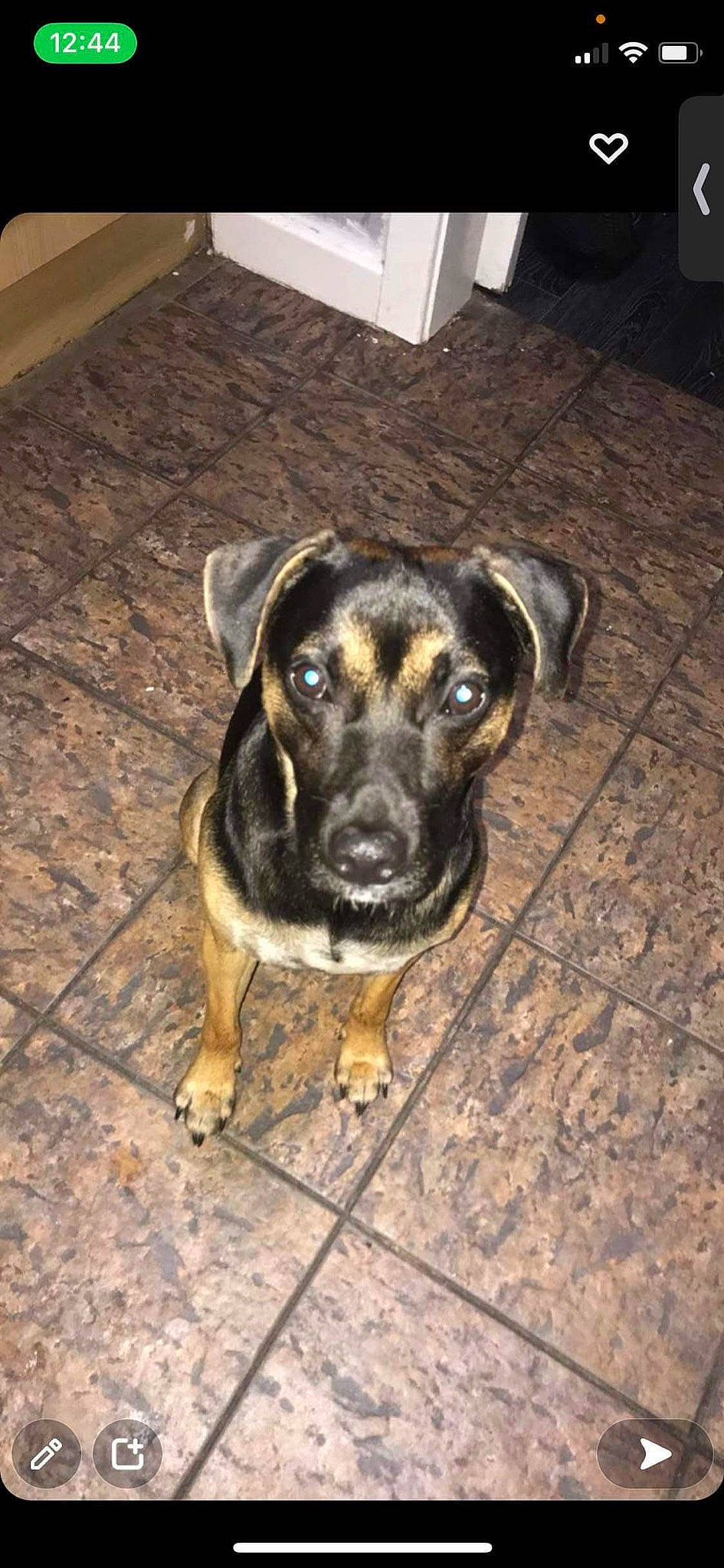 Trevor is registered to the contest to win money with this photo: canidae, carnivore, companion_dog, dog, dog_breed, fawn, floor, flooring, fur, guard_dog, hardwood, snout, sporting_group, street_dog, terrestrial_animal, wood, working_animal, working_dog