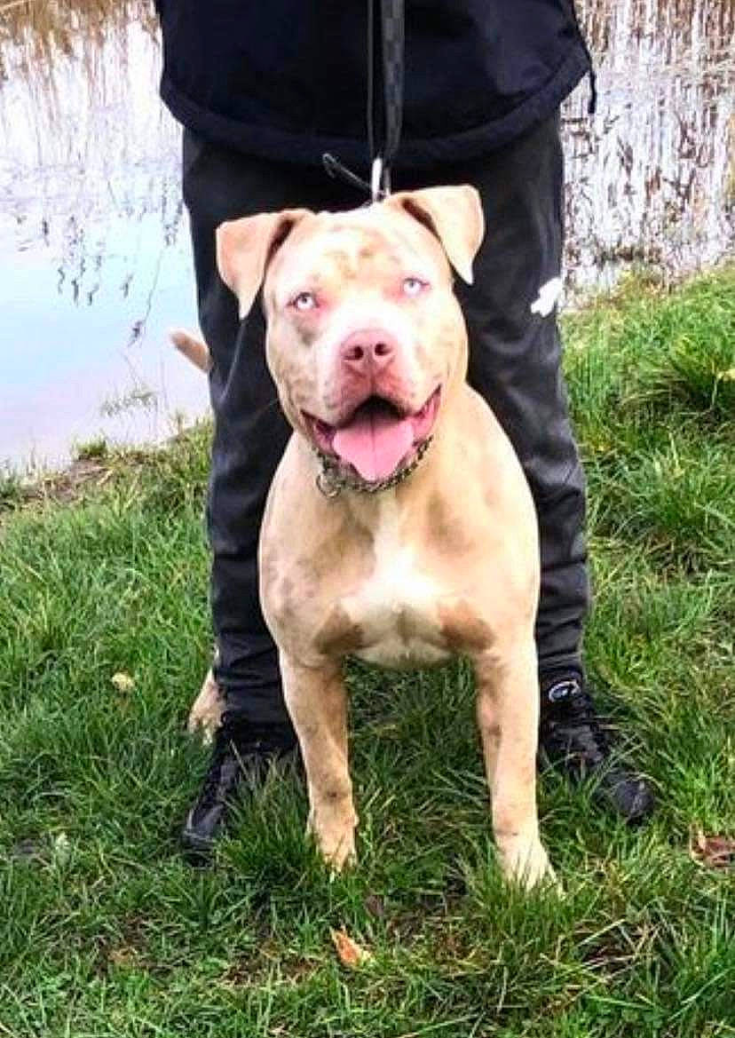 Diablooo joined the competition — help win amazing prizes! canidae, carnivore, collar, companion_dog, dog, dog_breed, dog_collar, dog_supply, fawn, fur, grass, liver, plant, snout, sporting_group, tail, terrestrial_animal, water, whiskers, working_animal