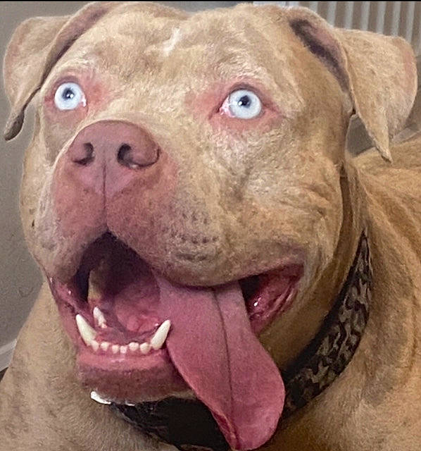 Diablooo joined the competition — help win amazing prizes! canidae, carnivore, close_up, collar, companion_dog, dog, dog_breed, dog_collar, fawn, flesh, fur, jaw, liver, nose, snout, sporting_group, terrestrial_animal, whiskers, working_animal, wrinkle