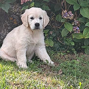 Athéna participe au concours pour gagner de l'argent avec cette photo : puppy, golden_retriever, dog, grass, flower, bush, outdoor, pet, young_dog, nature, leaf, cute, animal, fur, sitting, greenery, garden, adorable, canine, young