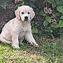 puppy, golden_retriever, dog, grass, flower, bush, outdoor, pet, young_dog, nature, leaf, cute, animal, fur, sitting, greenery, garden, adorable, canine, young