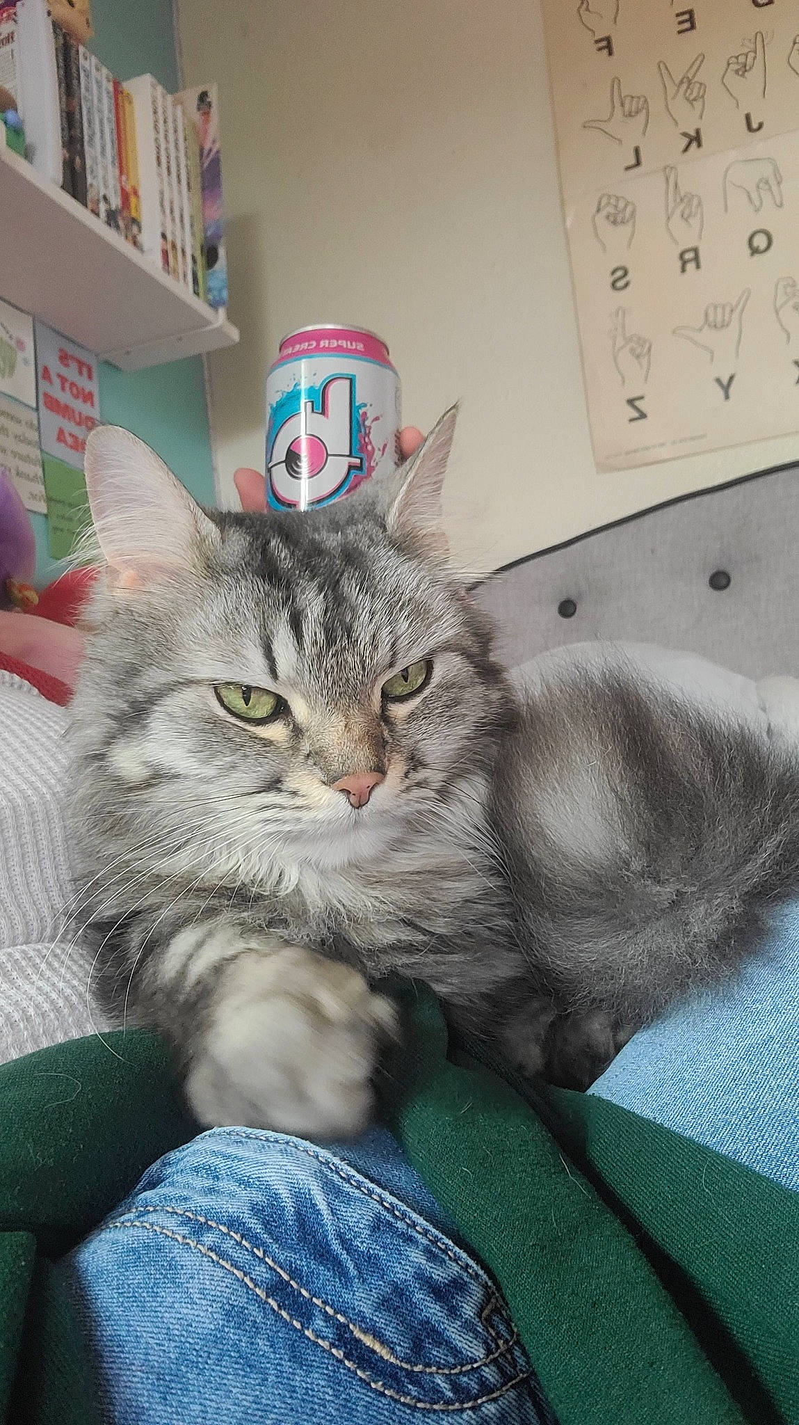 Kacey joined the competition — help win amazing prizes! bed, bookcase, carnivore, cat, claw, comfort, couch, denim, domestic_short_haired_cat, felidae, fur, gesture, grey, paw, photo_caption, shelf, shelving, sitting, small_to_medium_sized_cats, whiskers