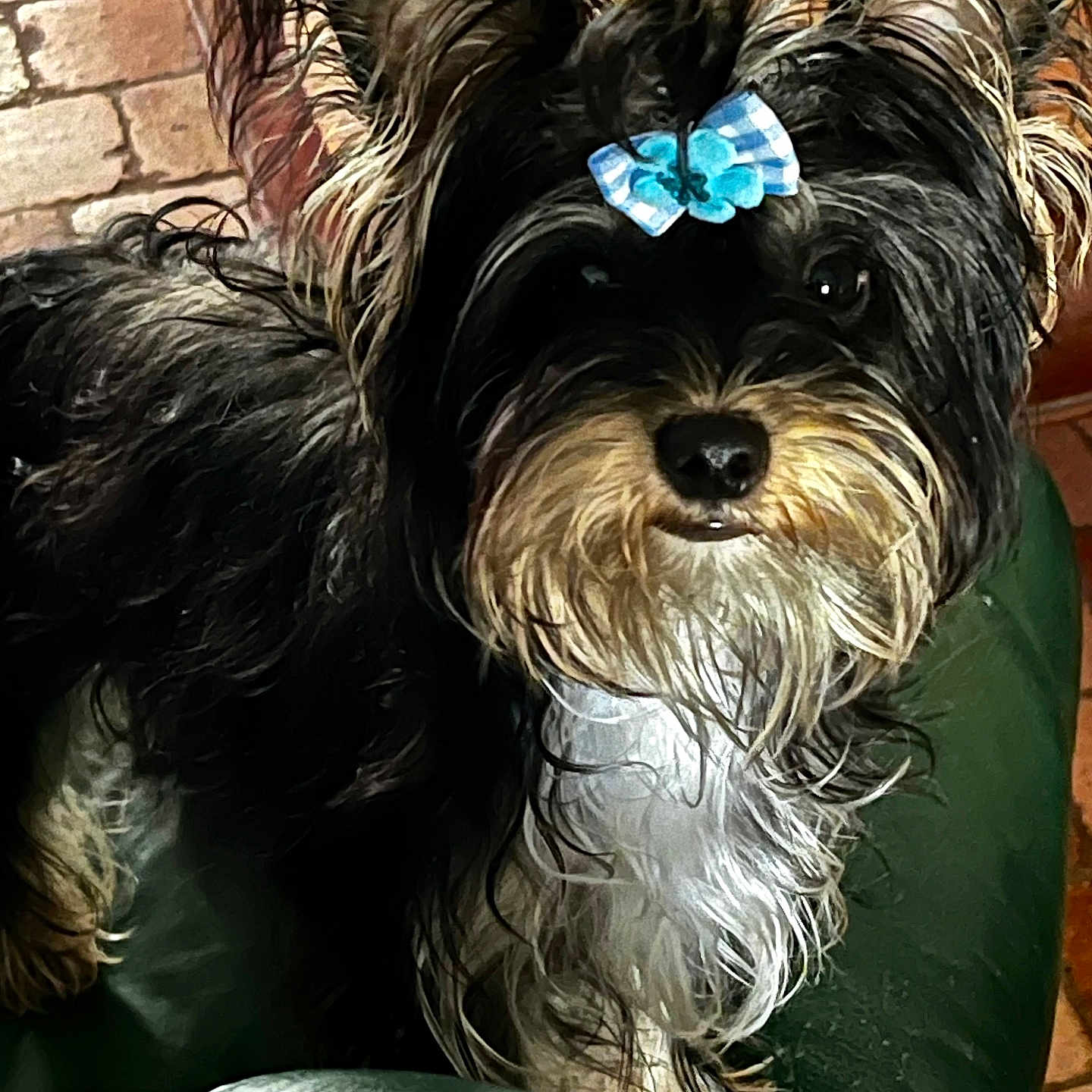 Trinity participe au concours pour gagner de l'argent avec cette photo : accessories, affenpinscher, animal, ball, brick, canine, chair, cockerspaniel, couch, cushion, dog, furniture, homedecor, papillon, pet, puppy, sport, tennis, terrier, whitedog