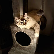 Arrow participe au concours pour gagner de l'argent avec cette photo : cat, fluffy_cat, blue_eyes, cat_tree, carpeted, pet_toy, indoor, feline, relaxed, resting, animal, cute, whiskers, paw, soft_fur, playful, domestic_cat, pet, mammal, cozy