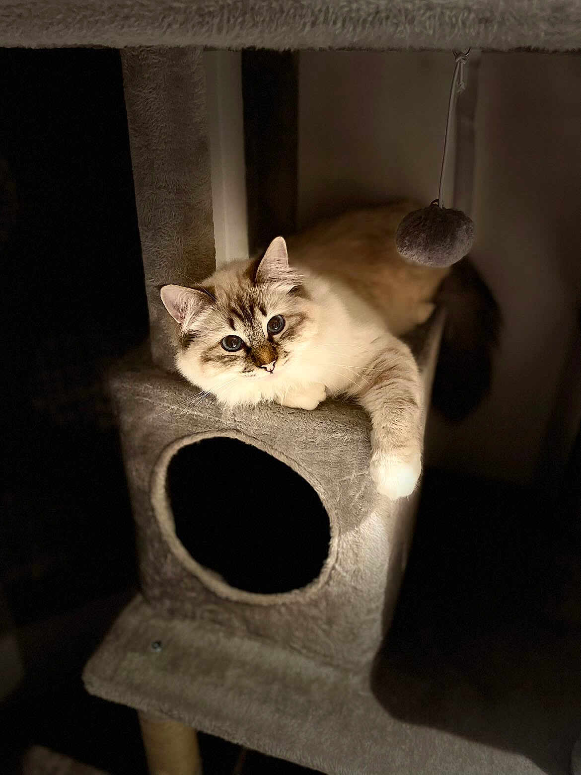 Arrow participe au concours pour gagner de l'argent avec cette photo : cat, fluffy_cat, blue_eyes, cat_tree, carpeted, pet_toy, indoor, feline, relaxed, resting, animal, cute, whiskers, paw, soft_fur, playful, domestic_cat, pet, mammal, cozy