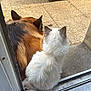 cat, dog, pet, animal, fluffy, white_cat, brown_dog, outdoor, patio, doorway, tail, fur, back_view, companions, relaxing, sunlight, floor_tiles, wicker_furniture, peaceful, together