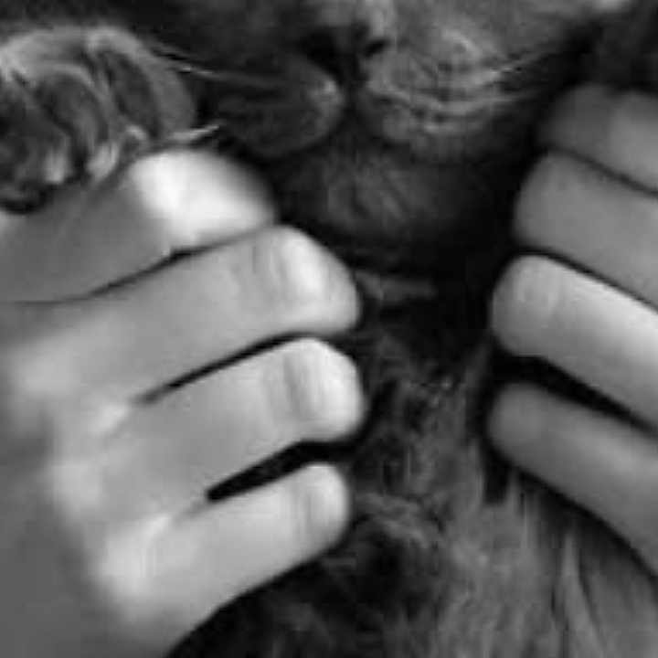 Smoke a rejoint le concours — aidez-le/la à gagner de superbes lots ! animal, black_and_white, cat, claws, close_up, cute, domestic_animal, expression, face, feline, fluffy, fur, furry, hands, holding, indoor, pet, portrait, whiskers, wide_eyes