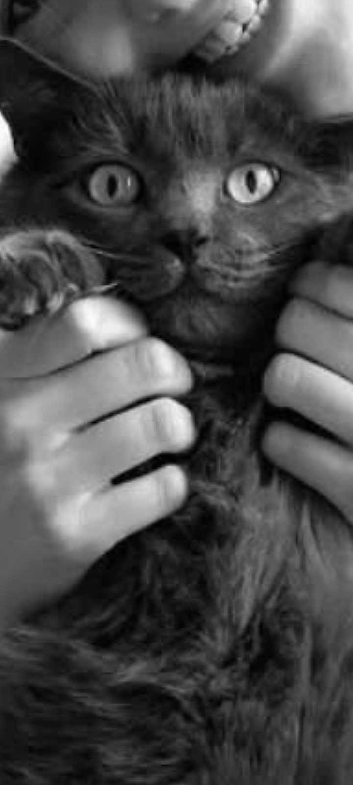 Smoke a rejoint le concours — aidez-le/la à gagner de superbes lots ! cat, hands, black_and_white, close_up, fluffy, pet, animal, wide_eyes, furry, cute, portrait, feline, domestic_animal, whiskers, claws, fur, holding, indoor, expression, face