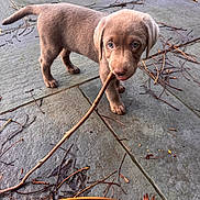 Merlin joined the competition — help win amazing prizes! puppy, dog, brown_fur, stick, chewing, patio, stone_floor, twigs, leaves, outdoor, pet, young_dog, curious, playful, animal, canine, small_dog, nature, daylight, closeup
