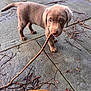 puppy, dog, brown_fur, stick, chewing, patio, stone_floor, twigs, leaves, outdoor, pet, young_dog, curious, playful, animal, canine, small_dog, nature, daylight, closeup