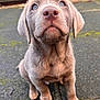 puppy, dog, close_up, outdoor, pavement, young_dog, cute, pet, animal, fur, ears, nose, whiskers, sitting, looking_up, curious, adorable, canine, mammal, portrait
