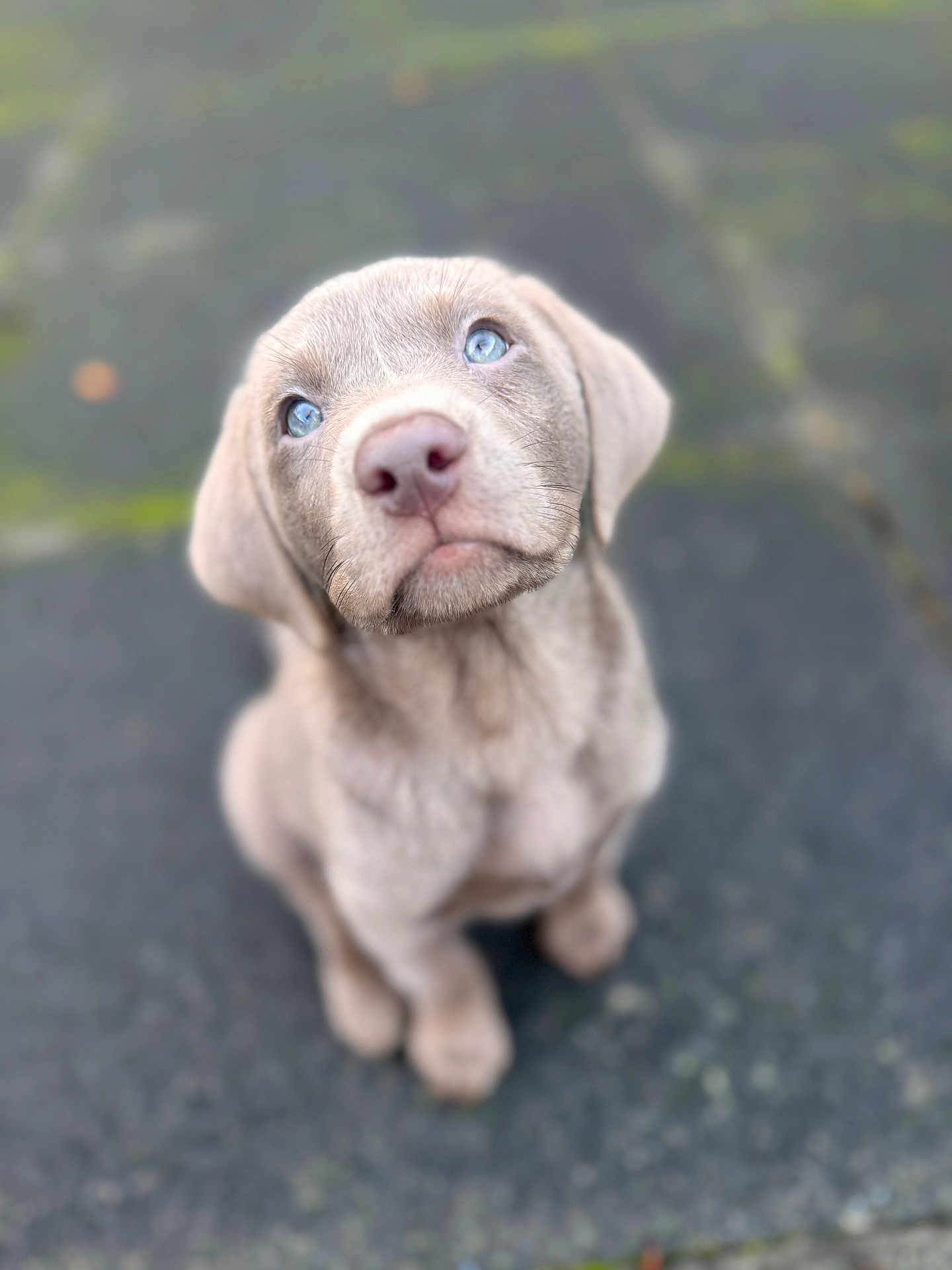 Merlin joined the competition — help win amazing prizes! puppy, dog, blue_eyes, outdoor, fur, cute, pet, animal, sitting, looking_up, young, canine, adorable, close_up, soft_focus, texture, background, muzzle, ears, whiskers