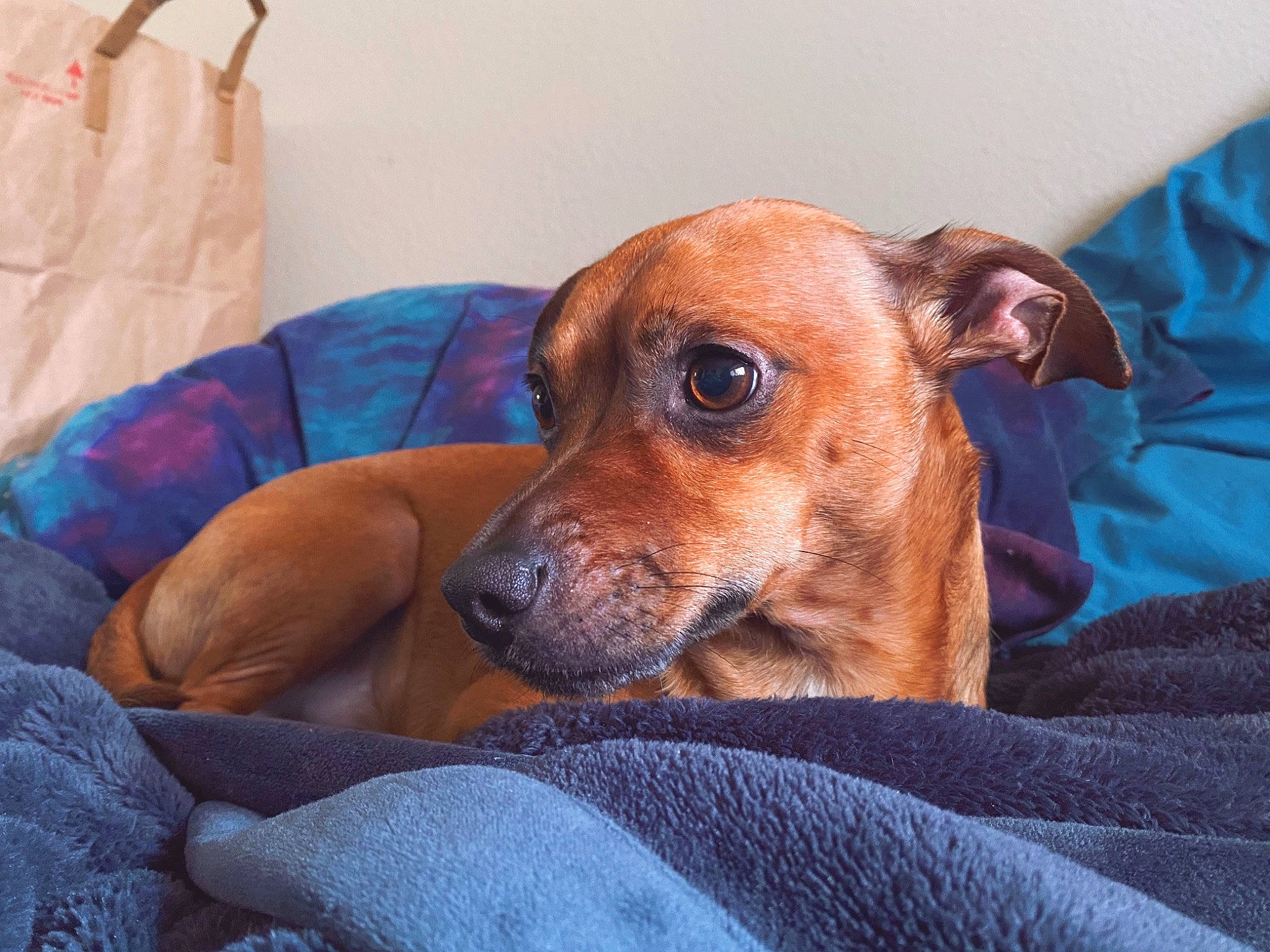 Ryder joined the competition — help win amazing prizes! canidae, carnivore, companion_dog, dog, dog_breed, ear, fawn, furniture, german_pinscher, mammal, mountain_cur, muscle, nose, potcake_dog, puppy, snout, vertebrate, whiskers