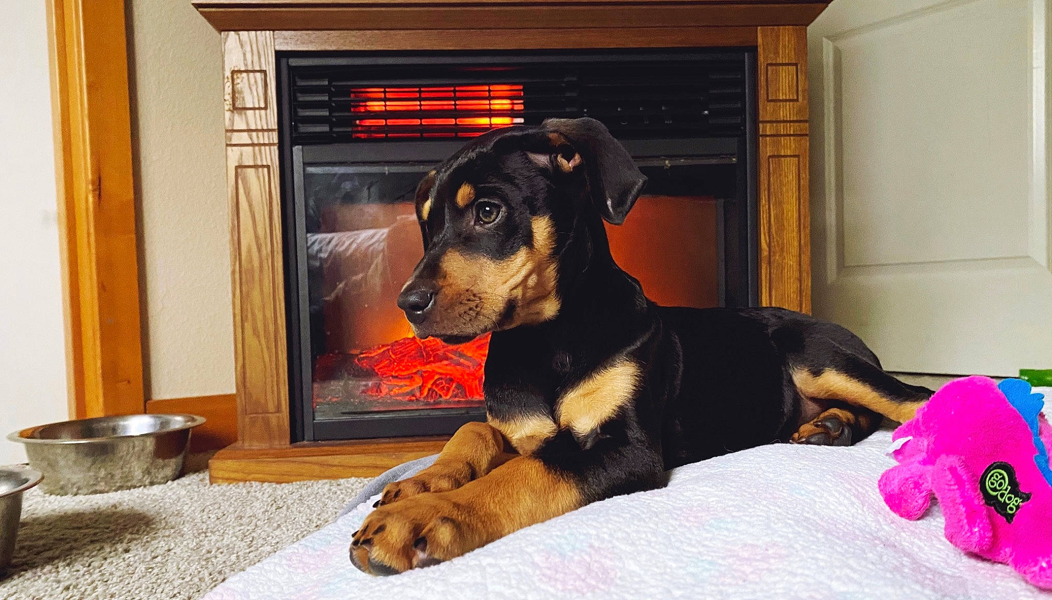 Eerie joined the competition — help win amazing prizes! beauceron, black_and_tan_terrier, canidae, carnivore, companion_dog, dobermann, dog, dog_breed, german_pinscher, guard_dog, huntaway, mammal, manchester_terrier, miniature_pinscher, pinscher, puppy, smaland_hound, snout, transylvanian_hound, vertebrate