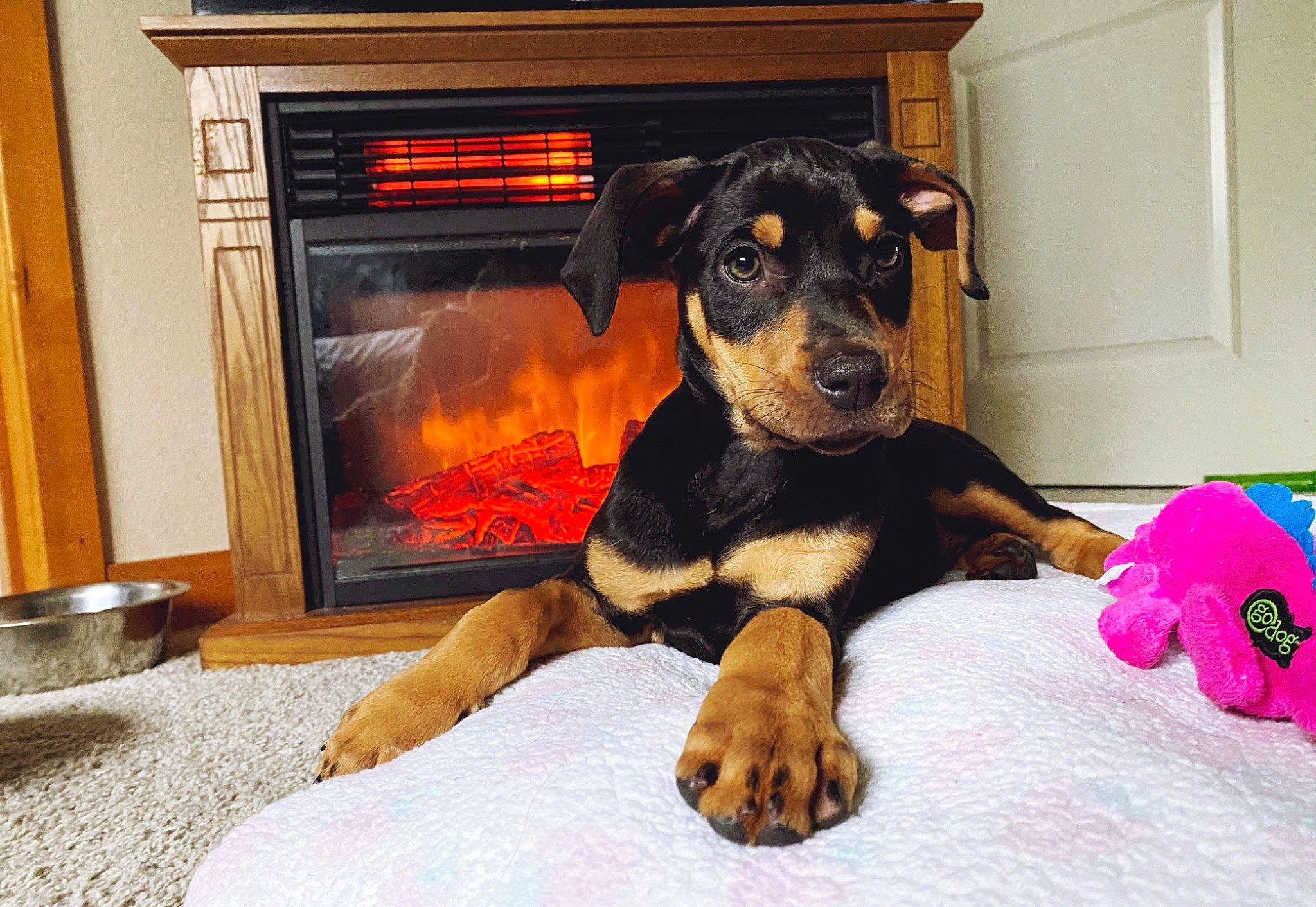 Eerie joined the competition — help win amazing prizes! beauceron, canidae, carlin_pinscher, carnivore, companion_dog, dobermann, dog, dog_breed, german_pinscher, guard_dog, huntaway, mammal, miniature_pinscher, paw, pinscher, puppy, rottweiler, vertebrate