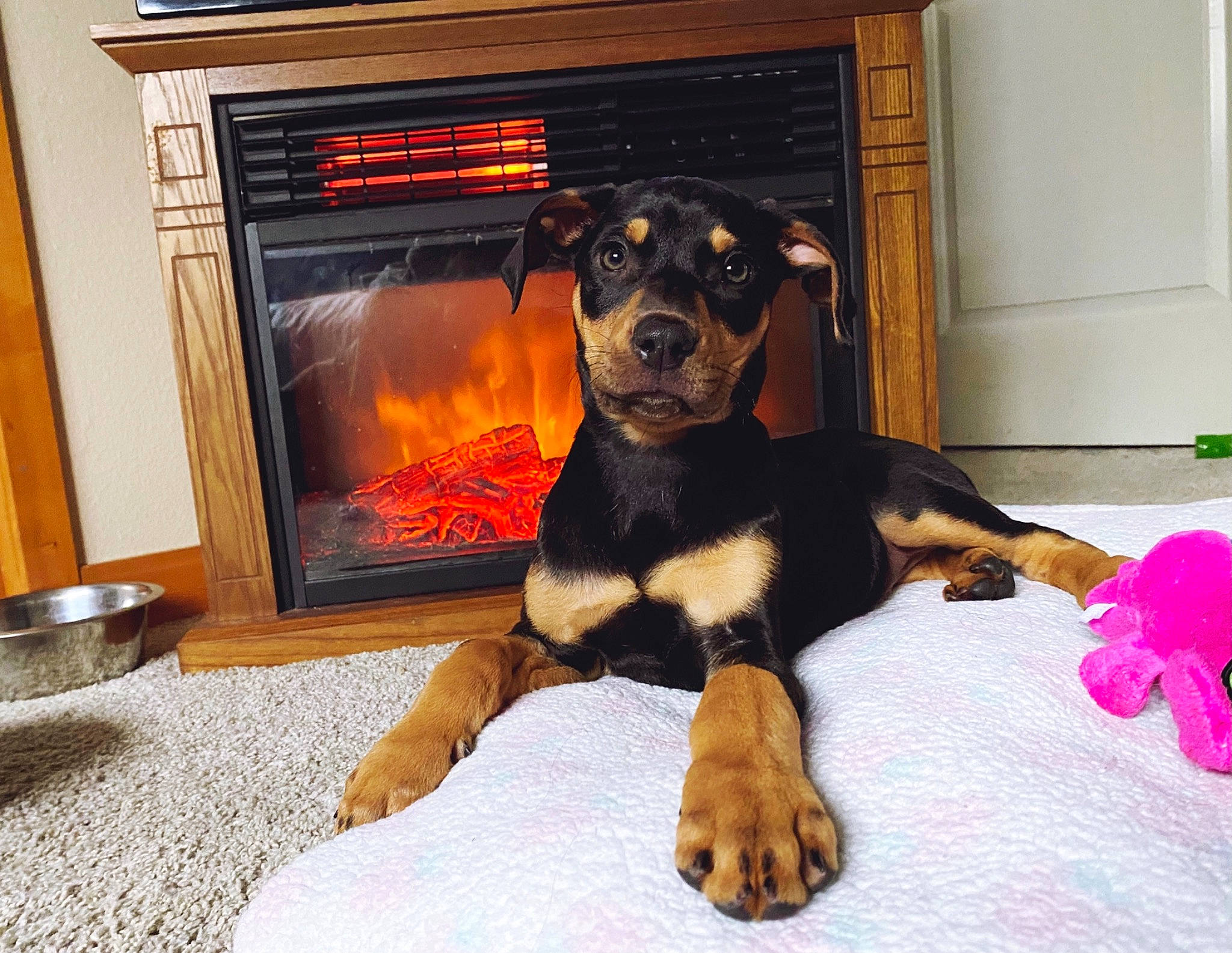 Eerie is registered to the contest to win money with this photo: canidae, carlin_pinscher, carnivore, companion_dog, dobermann, dog, dog_breed, fawn, german_pinscher, guard_dog, huntaway, mammal, miniature_pinscher, paw, pinscher, puppy, vertebrate