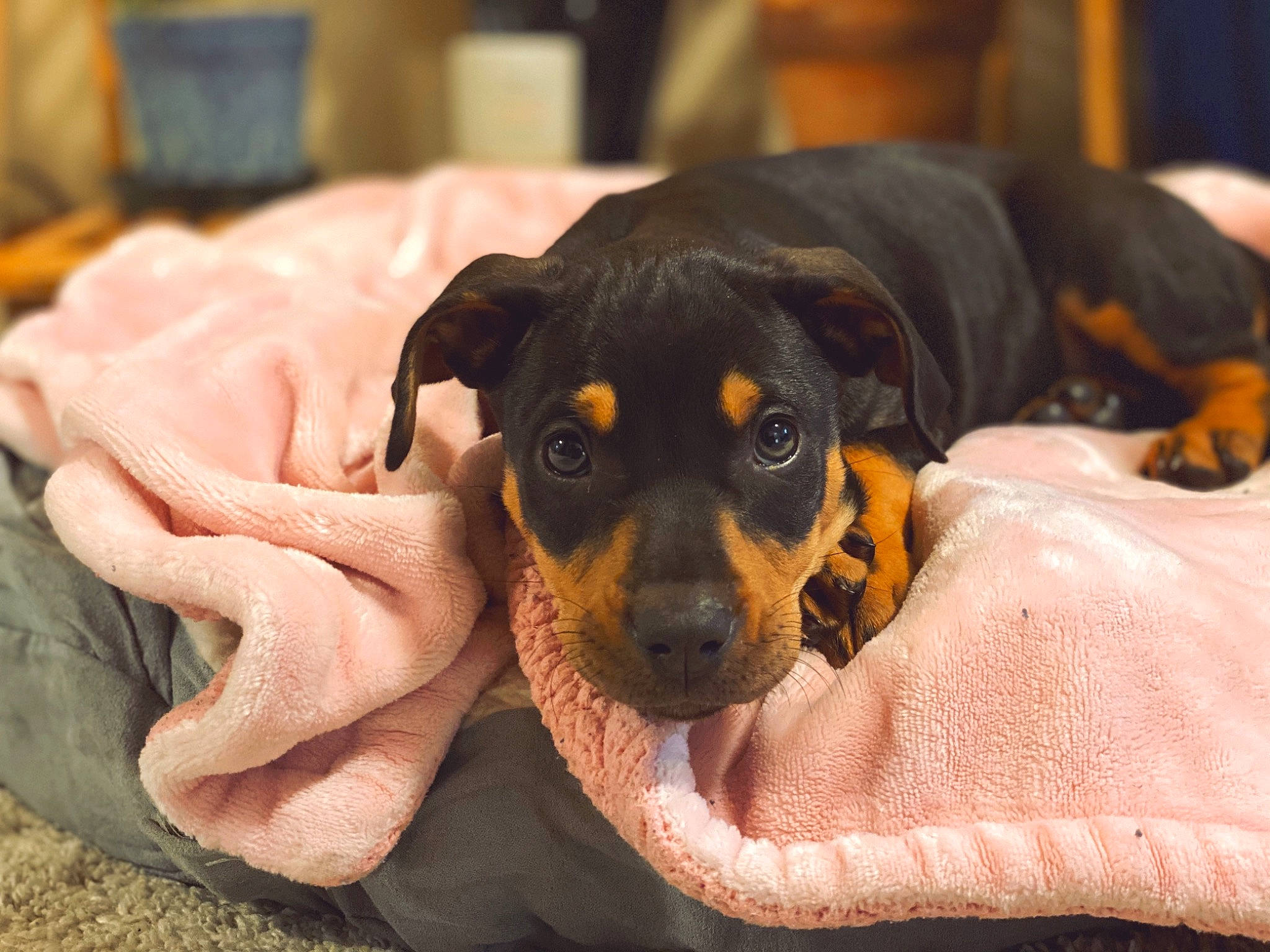 Eerie is registered to the contest to win money with this photo: austrian_black_and_tan_hound, canidae, carnivore, companion_dog, dobermann, dog, dog_breed, fawn, german_pinscher, guard_dog, huntaway, mammal, miniature_pinscher, pinscher, puppy, rare_breed_dog, rottweiler, snout, sporting_group, vertebrate