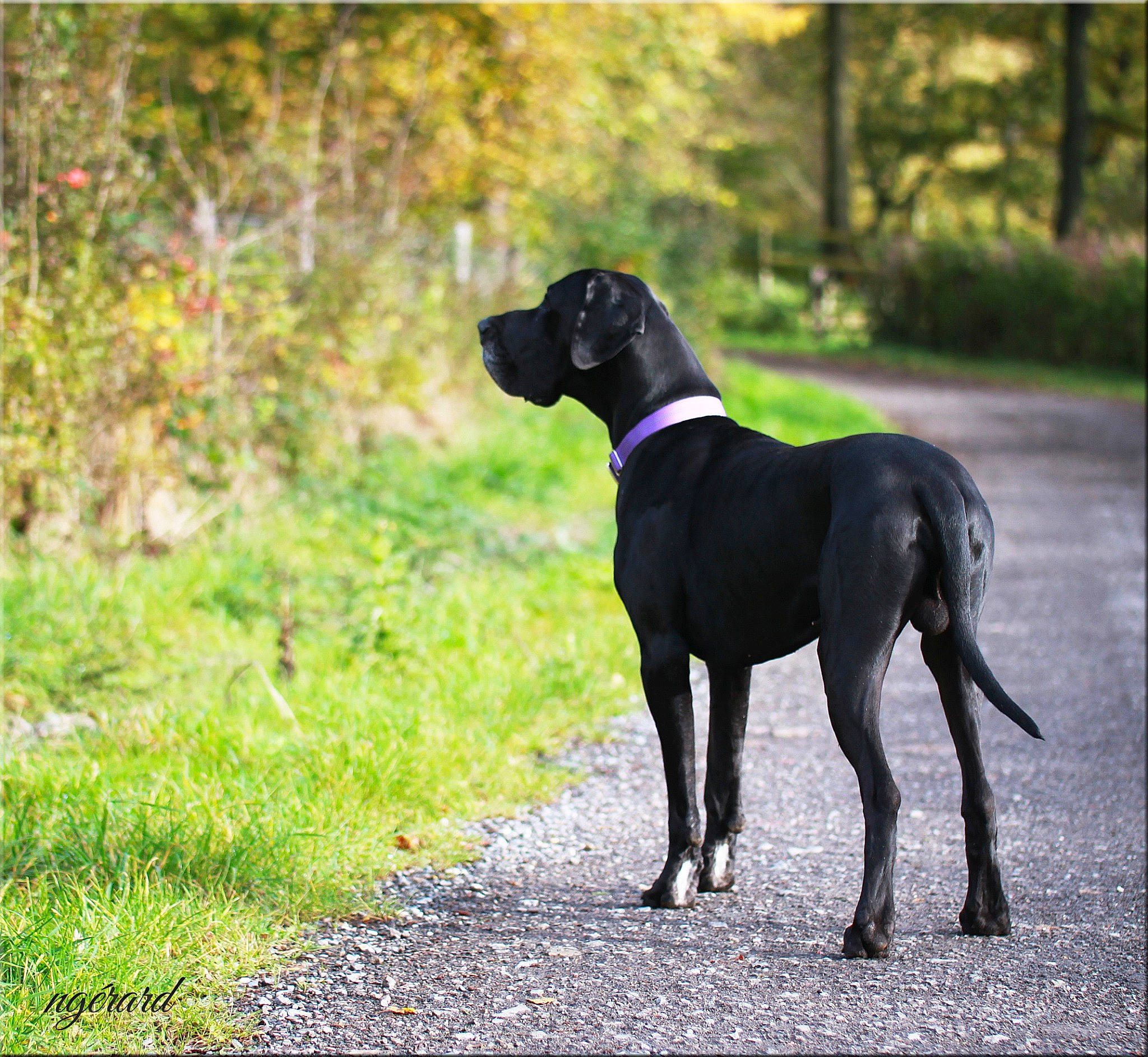 Tchaikovsky a rejoint le concours — aidez-le/la à gagner de superbes lots ! borador, canidae, carnivore, collar, companion_dog, dog, dog_breed, dog_collar, fawn, grass, guard_dog, gun_dog, liver, plant, snout, sporting_group, tail, terrestrial_animal, tree, working_animal