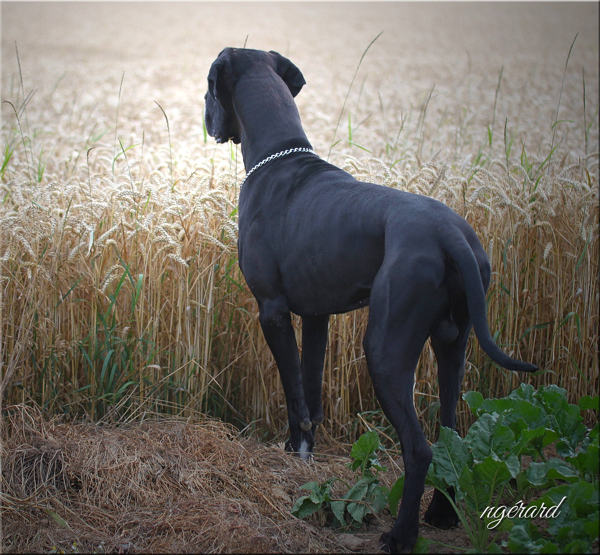 Tchaikovsky participe au concours pour gagner de l'argent avec cette photo : art, canidae, carnivore, dog, dog_breed, fawn, grass, grassland, great_dane, gun_dog, hunting_dog, liver, non_sporting_group, plant, prairie, snout, tail, terrestrial_animal, wildlife, working_animal