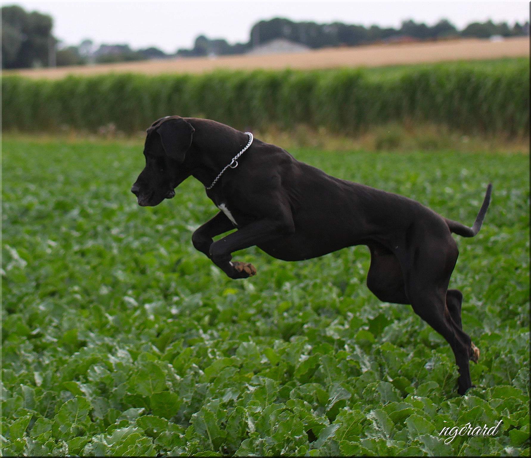 Tchaikovsky a rejoint le concours — aidez-le/la à gagner de superbes lots ! canidae, carnivore, collar, companion_dog, dog, dog_breed, dog_sports, grass, grassland, gun_dog, pasture, pet_supply, plant, rampur_greyhound, sky, sporting_group, tail, terrestrial_animal, tree, working_animal