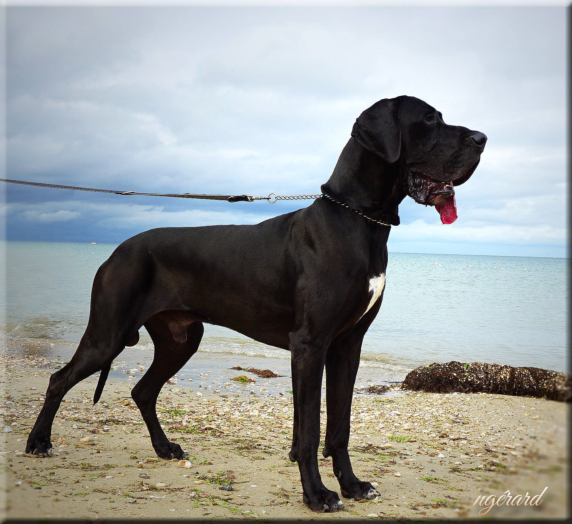 Tchaikovsky participe au concours pour gagner de l'argent avec cette photo : beach, canidae, carnivore, cloud, collar, companion_dog, dog, dog_breed, dog_collar, fawn, gun_dog, lake, liver, sky, snout, sporting_group, terrestrial_animal, water, working_animal, working_dog