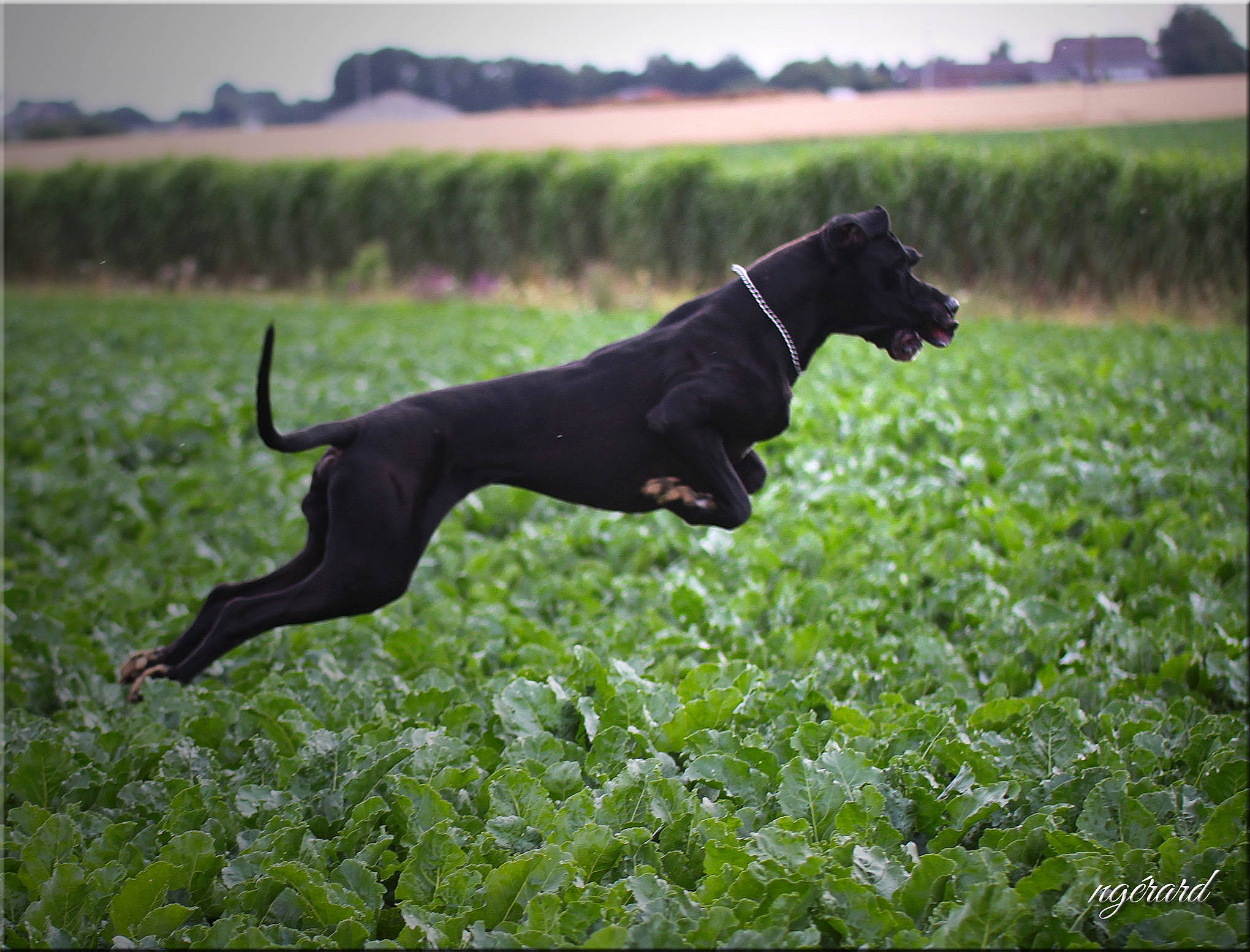 Tchaikovsky participe au concours pour gagner de l'argent avec cette photo : canidae, carnivore, companion_dog, dog, dog_breed, fawn, field, grass, grassland, landscape, meadow, pasture, plant, prairie, sky, sporting_group, tail, terrestrial_animal, tree, working_animal
