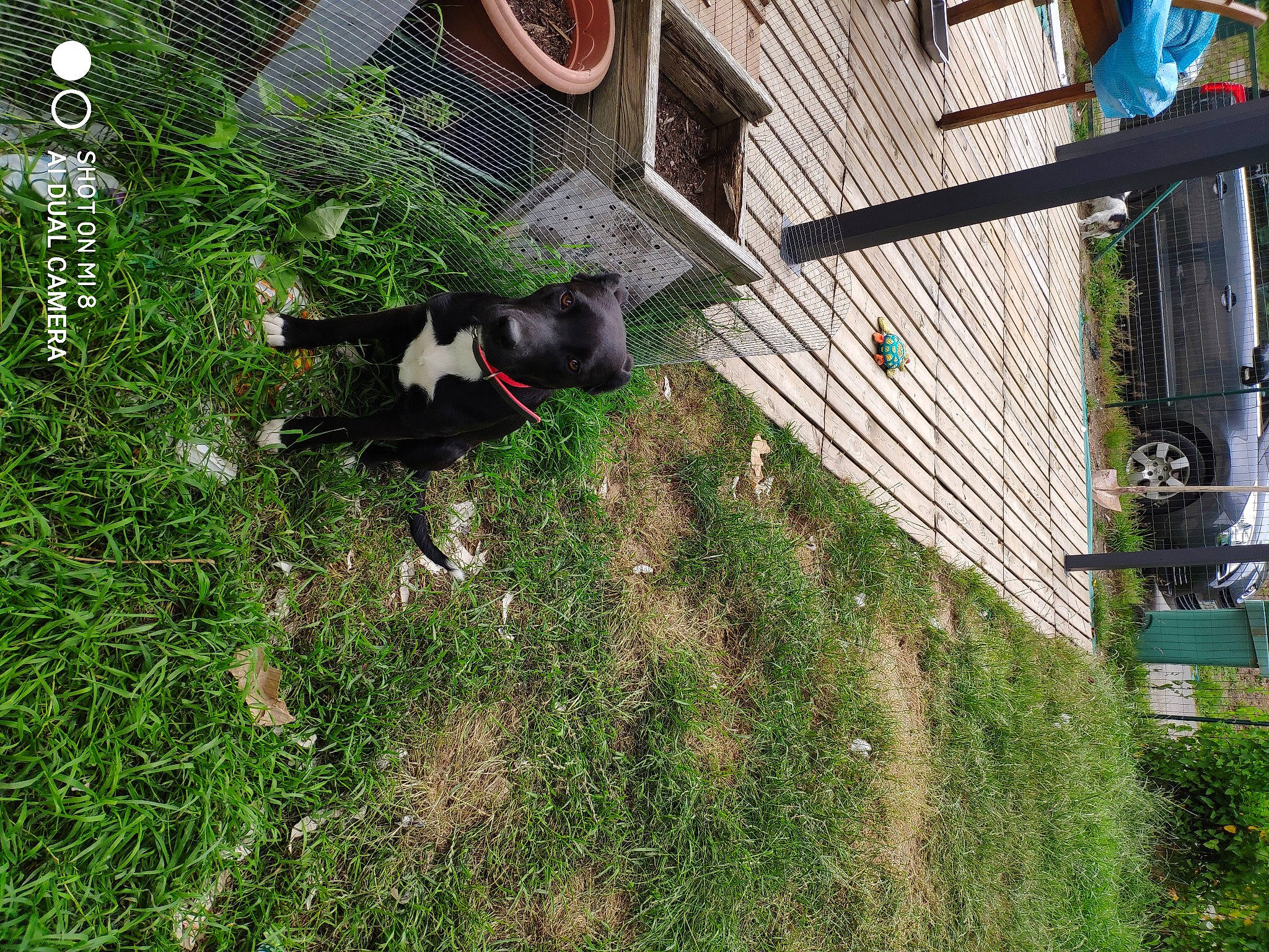 Rita a rejoint le concours — aidez-le/la à gagner de superbes lots ! building, canidae, carnivore, dog, dog_breed, garden, grass, groundcover, landscape, lawn, plant, shrub, siding, slope, soil, sporting_group, tail, tree, working_animal, yard