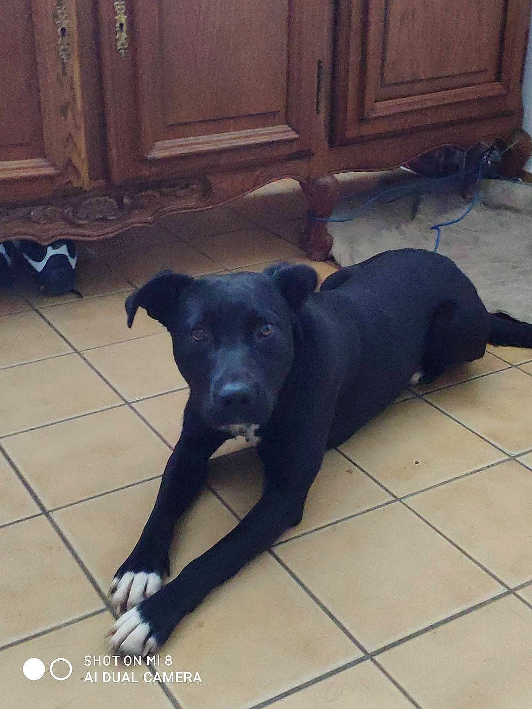 Rita a rejoint le concours — aidez-le/la à gagner de superbes lots ! borador, carnivore, collar, companion_dog, dog, dog_breed, dog_supply, door, fawn, floor, flooring, guard_dog, hardwood, pet_supply, retriever, sporting_group, tail, terrestrial_animal, wood, working_animal