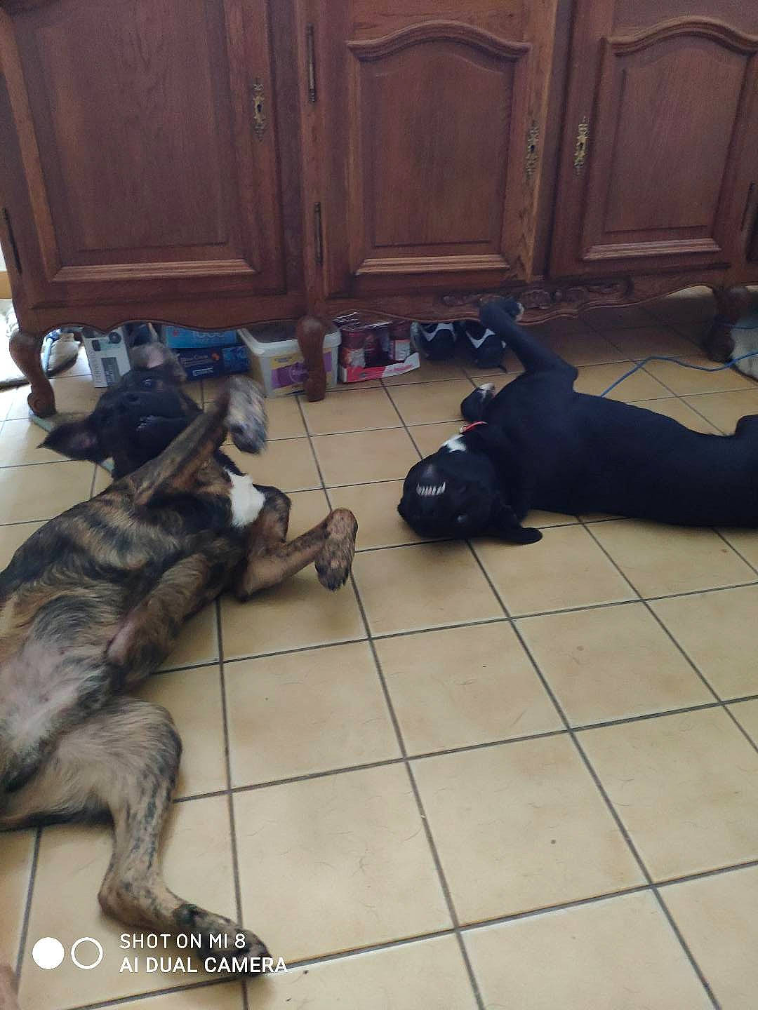 Rita participe au concours pour gagner de l'argent avec cette photo : black, cabinetry, carnivore, comfort, companion_dog, dog, dog_breed, door, felidae, floor, flooring, hardwood, laminate_flooring, room, small_to_medium_sized_cats, sporting_group, tail, wood, wood_flooring, working_animal