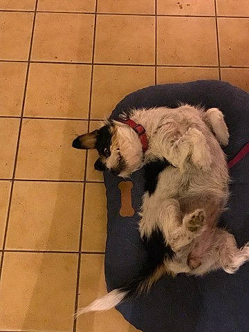 Nina participe au concours pour gagner de l'argent avec cette photo : carnivore, comfort, companion_dog, couch, dog, dog_breed, felidae, floor, flooring, fur, hardwood, paw, schnauzer, small_to_medium_sized_cats, sporting_group, tail, terrier, tile_flooring, toy_dog, working_animal