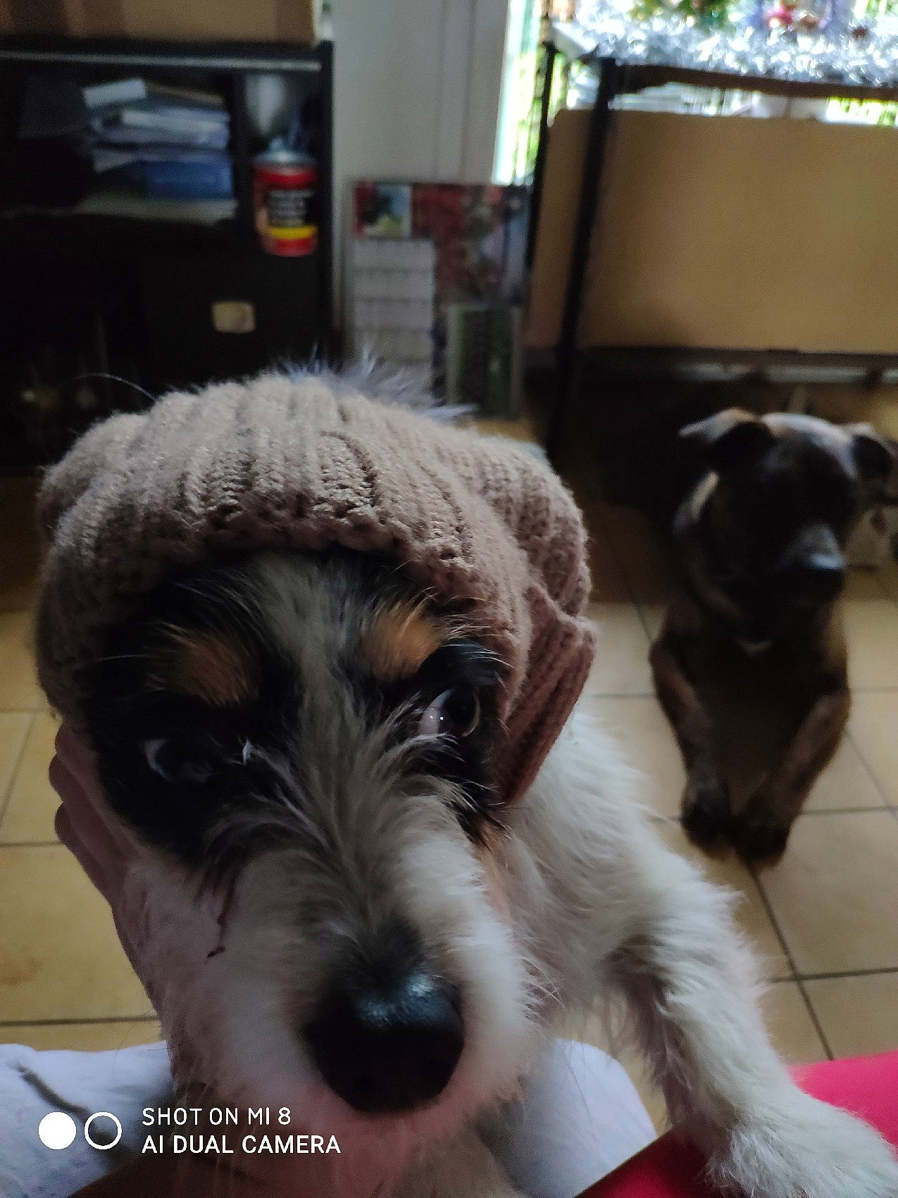 Nina a rejoint le concours — aidez-le/la à gagner de superbes lots ! canidae, carnivore, chair, companion_dog, dog, dog_breed, flooring, fur, home_appliance, kitchen_appliance, non_sporting_group, picture_frame, schnauzer, small_terrier, snout, sporting_group, television, terrier, toy_dog, working_animal