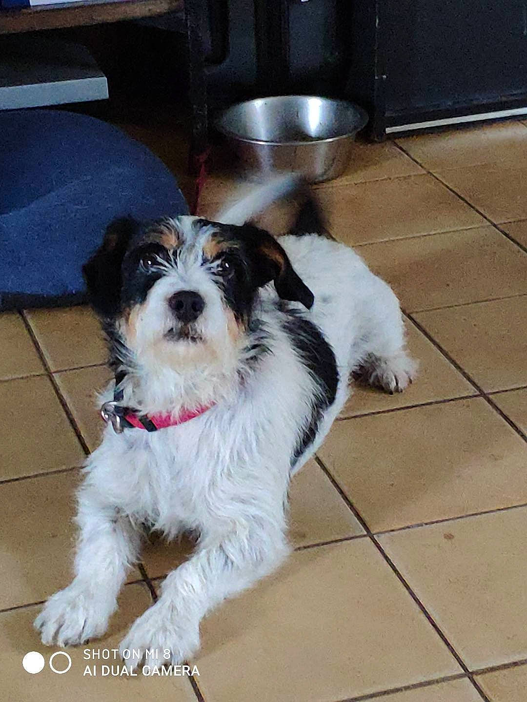 Nina a rejoint le concours — aidez-le/la à gagner de superbes lots ! canidae, carnivore, chair, companion_dog, dog, dog_breed, flooring, fur, hardwood, home_appliance, kitchen_appliance, puppy, small_terrier, snout, sporting_group, terrier, tile_flooring, toy_dog, working_animal, working_dog