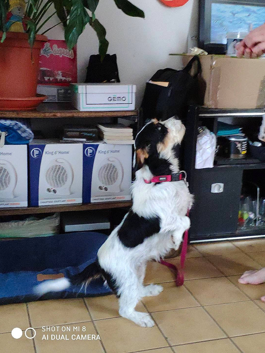 Nina participe au concours pour gagner de l'argent avec cette photo : bookcase, box, carnivore, collar, companion_dog, dog, dog_breed, event, flooring, flowerpot, fur, houseplant, living_room, plant, room, shelving, sporting_group, tail, television, toy_dog