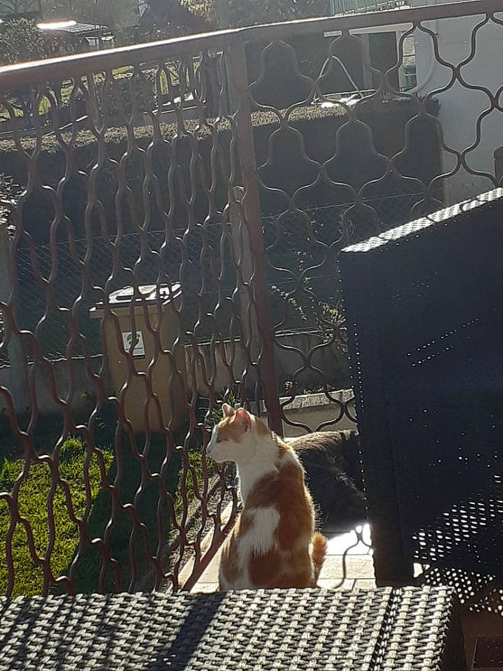 Guysmo a rejoint le concours — aidez-le/la à gagner de superbes lots ! carnivore, cat, chain_link_fencing, felidae, fence, fur, light, mammal, mesh, metal, pet_supply, shade, small_to_medium_sized_cats, snout, tail, tints_and_shades, vertebrate, whiskers, wire_fencing, wood