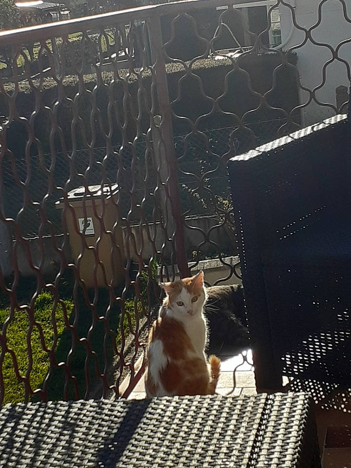 Guysmo a rejoint le concours — aidez-le/la à gagner de superbes lots ! carnivore, cat, fawn, felidae, fence, fur, mammal, mesh, metal, plant, small_to_medium_sized_cats, snout, sunlight, tail, tints_and_shades, vertebrate, whiskers, window, wire_fencing, wood