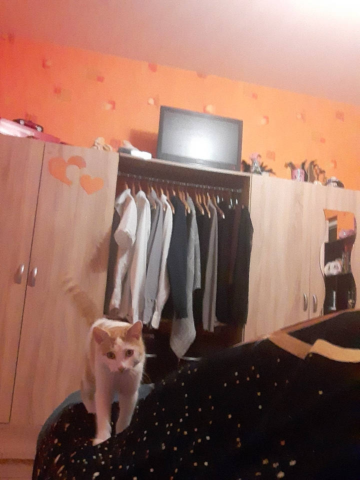 Guysmo a rejoint le concours — aidez-le/la à gagner de superbes lots ! building, carnivore, cat, ceiling, clothes_hanger, door, event, fashion_design, felidae, floor, flooring, formal_wear, hardwood, house, interior_design, linens, small_to_medium_sized_cats, textile, window_treatment, wood