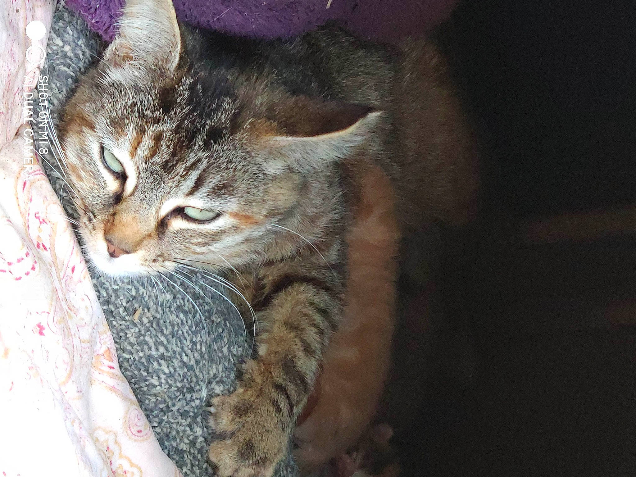 Bébés a rejoint le concours — aidez-le/la à gagner de superbes lots ! carnivore, cat, claw, domestic_short_haired_cat, door, ear, felidae, fur, paw, small_to_medium_sized_cats, terrestrial_animal, tree, whiskers, wildlife, window