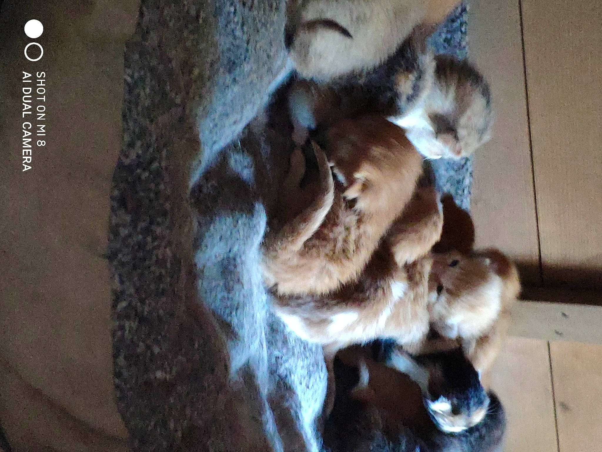 Bébés a rejoint le concours — aidez-le/la à gagner de superbes lots ! canidae, carnivore, cat, claw, companion_dog, dog_breed, domestic_short_haired_cat, fawn, felidae, flooring, font, fur, paw, photo_caption, small_to_medium_sized_cats, sporting_group, tail, terrestrial_animal, whiskers, wildlife