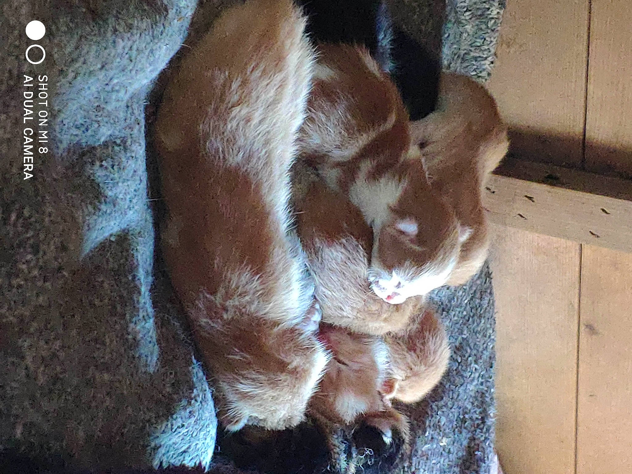 Bébés participe au concours pour gagner de l'argent avec cette photo : canidae, carnivore, companion_dog, dog, dog_breed, ear, fawn, felidae, flooring, fur, human_leg, liver, small_to_medium_sized_cats, snout, sporting_group, tail, terrestrial_animal, whiskers, wood, working_animal