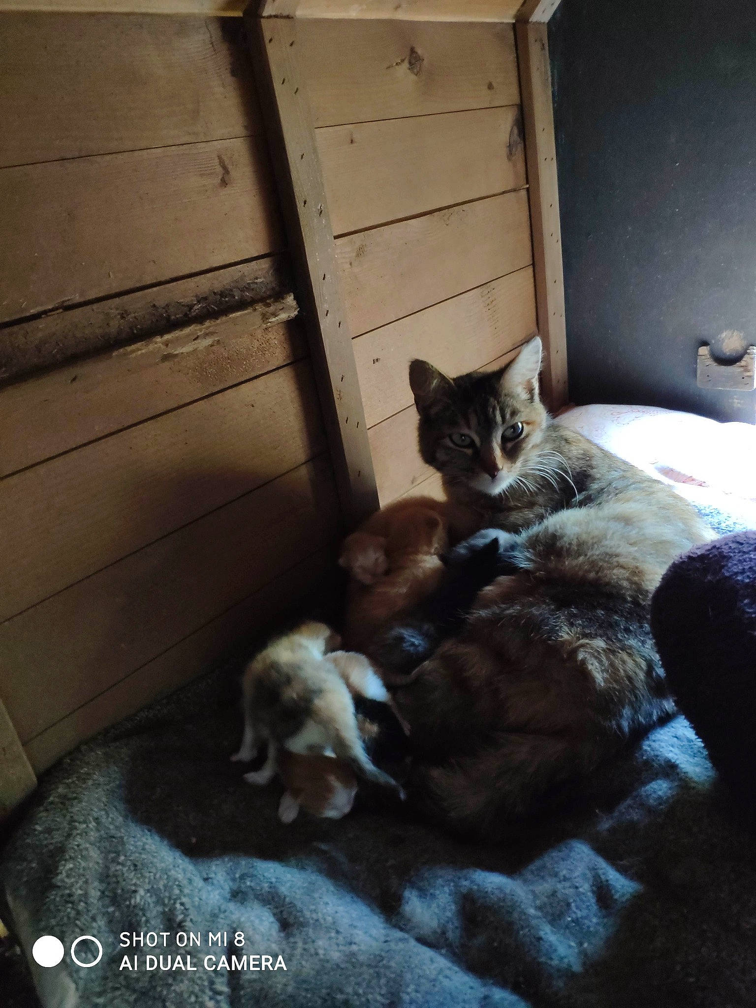 Bébés a rejoint le concours — aidez-le/la à gagner de superbes lots ! carnivore, cat, comfort, darkness, domestic_short_haired_cat, door, fawn, felidae, floor, flooring, fur, grey, hardwood, mammal, room, sitting, small_to_medium_sized_cats, tail, whiskers, wood