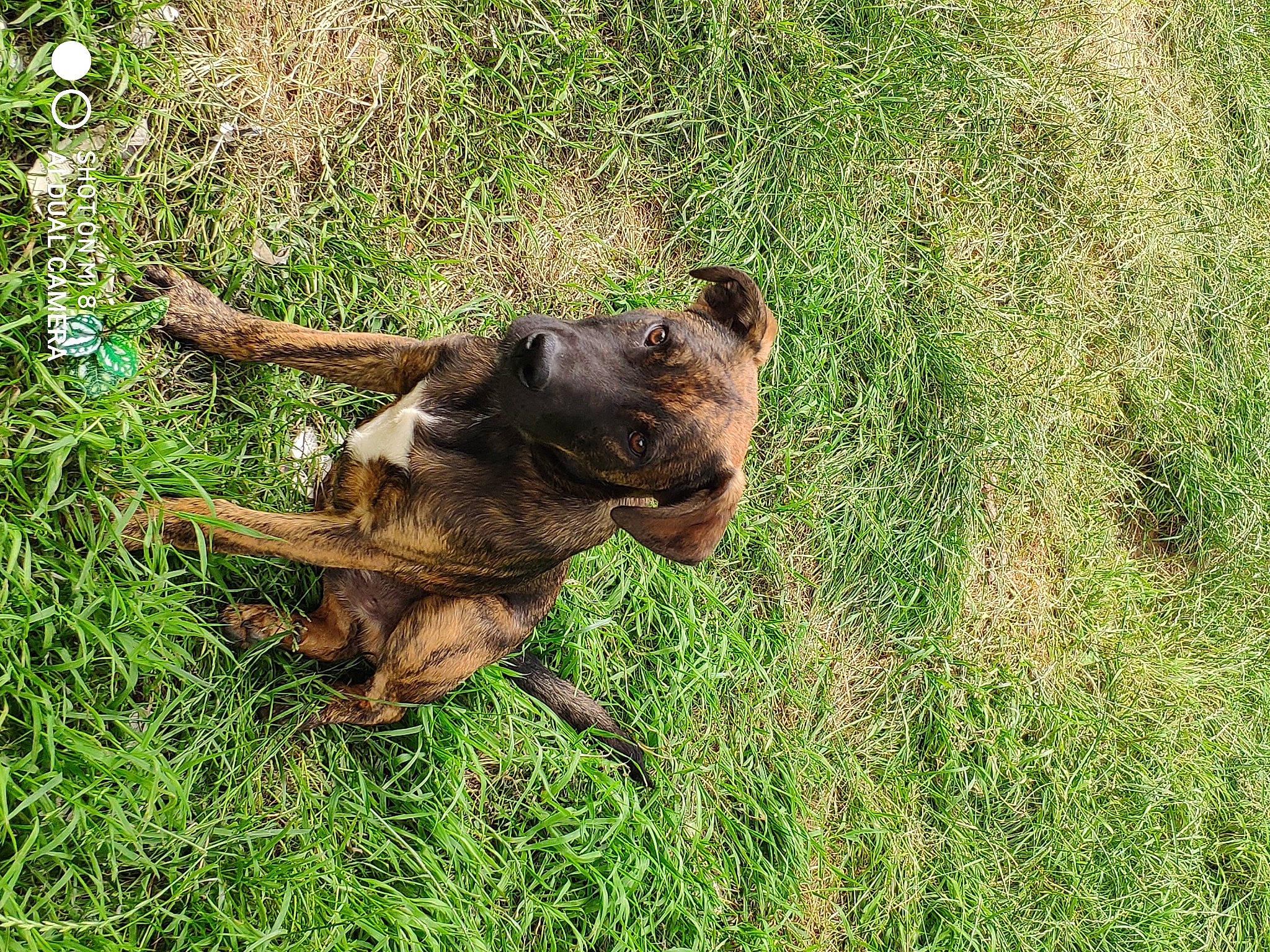 Rex a rejoint le concours — aidez-le/la à gagner de superbes lots ! biting, canidae, carnivore, companion_dog, dog, dog_breed, fawn, german_shepherd_dog, grass, grassland, groundcover, liver, plant, snout, sporting_group, tail, terrestrial_animal, trunk, wood, working_animal