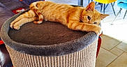 Tyson a rejoint le concours — aidez-le/la à gagner de superbes lots ! cat, ginger_cat, orange_fur, feline, pet, sleeping, relaxed, lying_down, stretched, whiskers, ears, eyes, paws, scratching_post, cat_tree, indoor, living_room, furniture, colorful_chairs, sunlight
