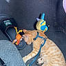 cat, kitten, orange_tabby, sleeping, pet, animal, harness, leash, toy, plush_toy, car_interior, car_floor, sandal, nap, striped_fur, indoor, relaxed, cute, feline, photography