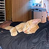 cat, orange_tabby, sleeping, nap, pet, animal, feline, whiskers, ears, paws, striped_fur, closed_eyes, blanket, bed, indoors, camper, kitchen, wooden_cabinets, cozy, portrait