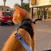 Tyson participe au concours pour gagner de l'argent avec cette photo : cat, orange_cat, fluffy, fur, harness, leash, pet, animal, outdoor, street, sunset, evening, palm_trees, parked_car, storefront, urban, travel, sitting, side_profile, golden_light