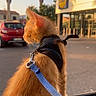cat, orange_cat, fluffy, fur, harness, leash, pet, animal, outdoor, street, sunset, evening, palm_trees, parked_car, storefront, urban, travel, sitting, side_profile, golden_light